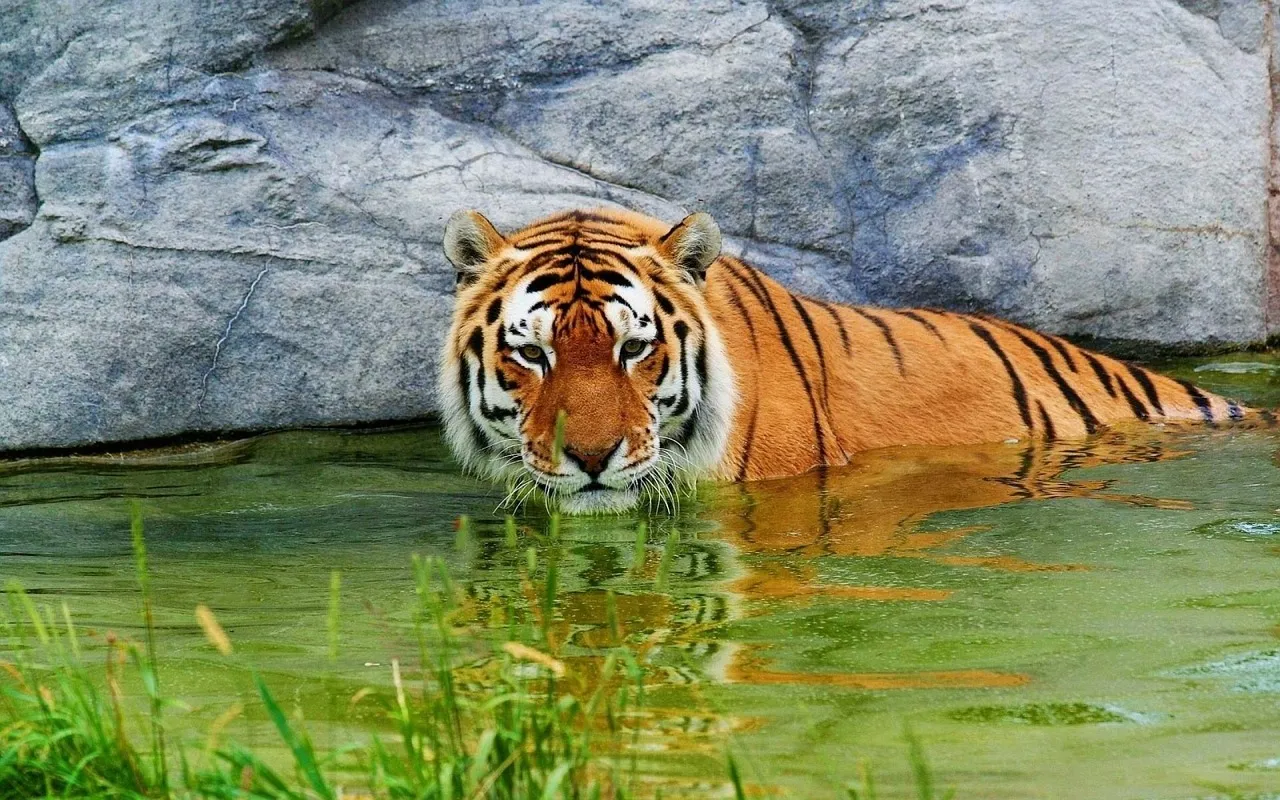 Bandhavgarh Wildlife Park Tiger