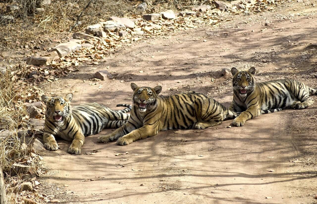 Book your Ranthambore national park safari online