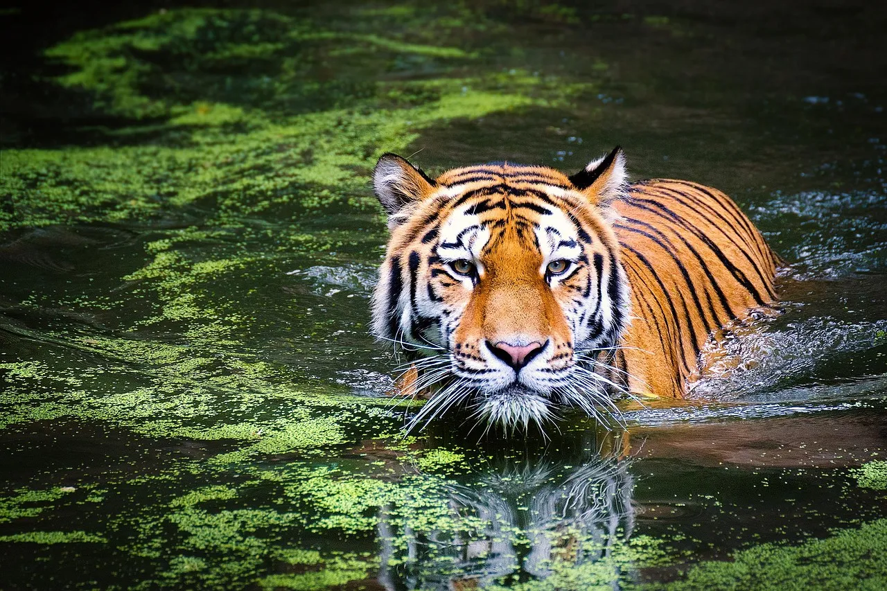 Safari Bookings: Experience thrilling adventures