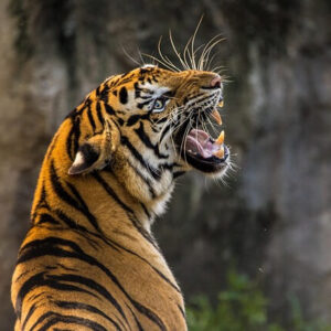 Ranthambore National Park Safari Tours